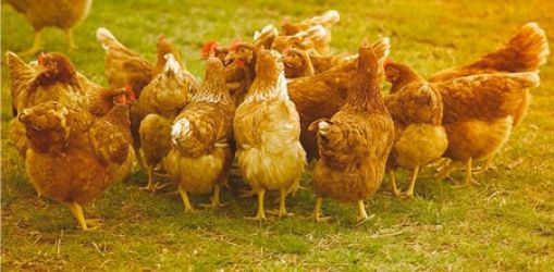 galline
