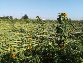 girasoli Allettati