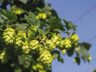 luppolo