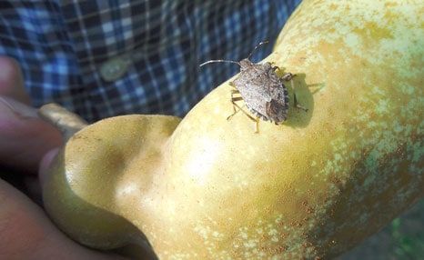 cimice asiatica